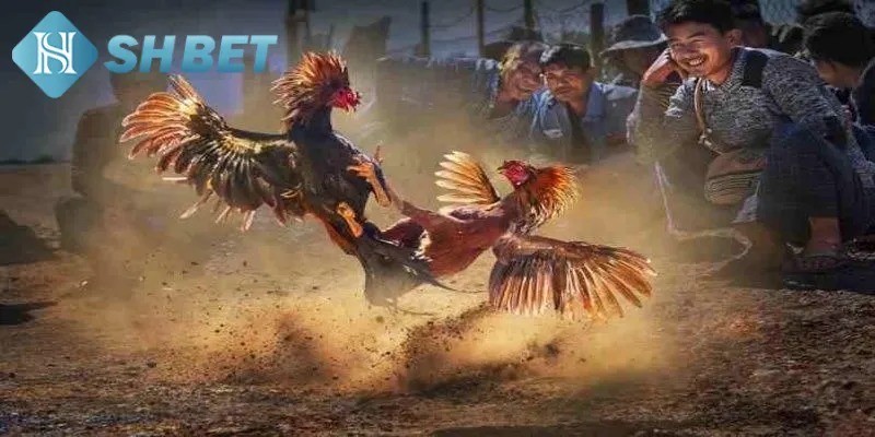 Khám Phá Thế Giới Đầy Hấp Dẫn Của SHBET - Quy Trình Rút Tiền Nhanh Chóng